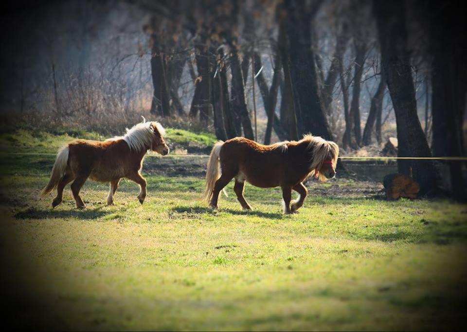 Отель Fantanita Craiesei Фэгэраш Экстерьер фото